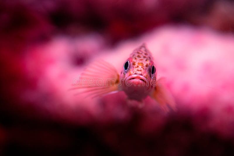 Pink Fish stock image. Image of rest, fish, water, bright 6929683