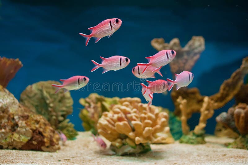 Pink fishes in aquarium