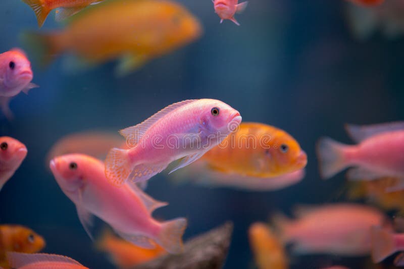 Pink Fishes in the Aquarium Stock Image Image of deep, orange 52758749