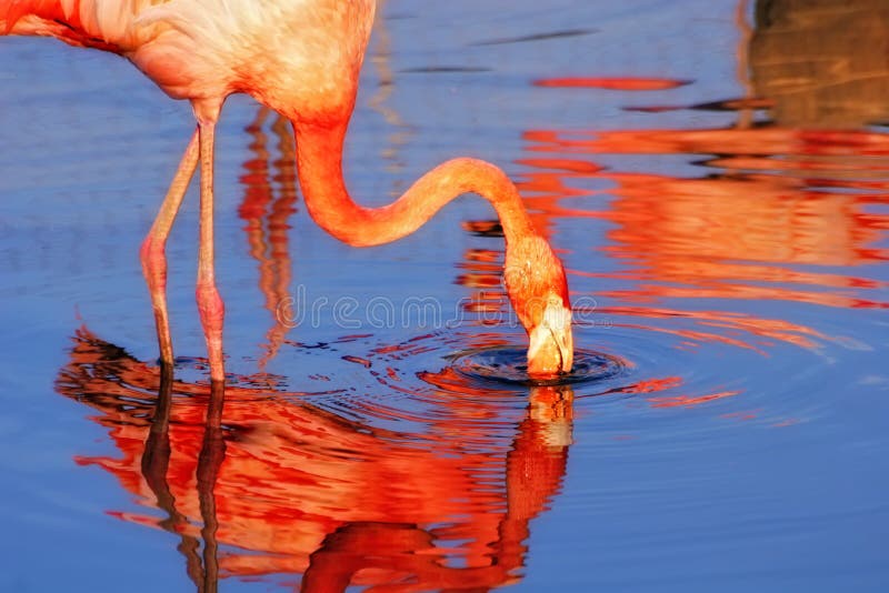 Pink flamingo