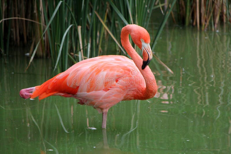 Pink flamingo