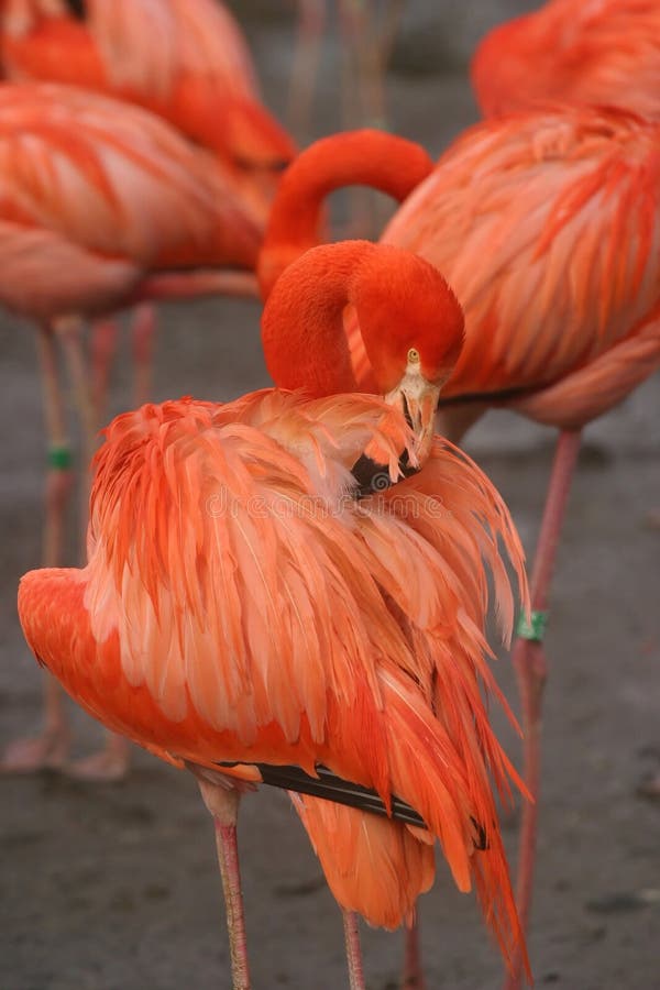 Pink flamingo stock image Pink flamingo stock image