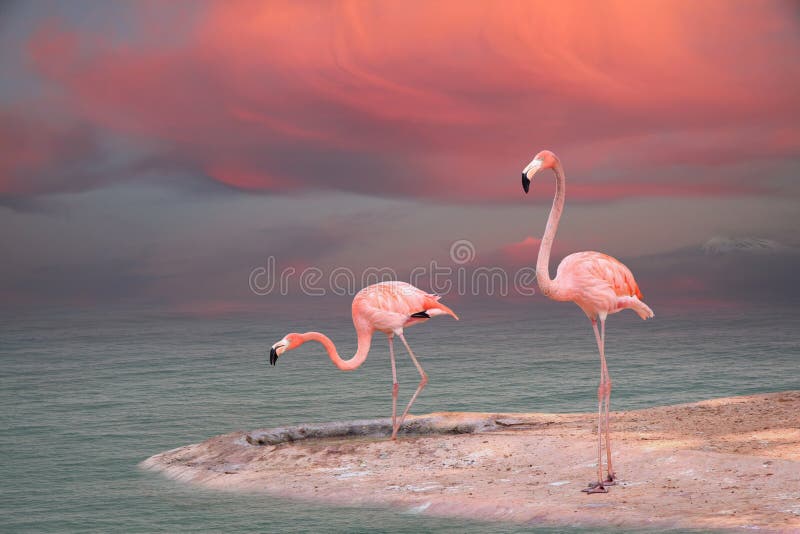 6,765,398 Pink Stock Photos - Free & Royalty-Free Stock Photos from  Dreamstime