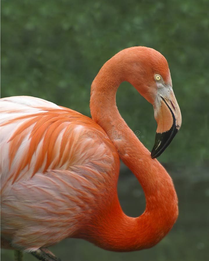 Pink flamingo royalty free stock photo Pink flamingo royalty free stock photo