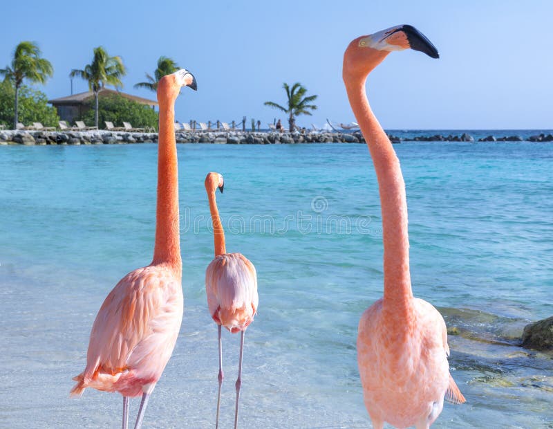 Pink flamingo on the beach, Aruba island