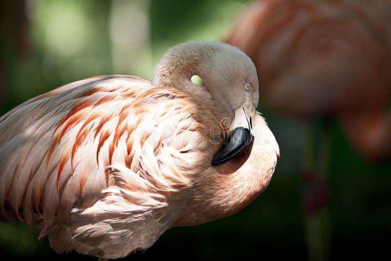 Pink Flamingo bird stock image