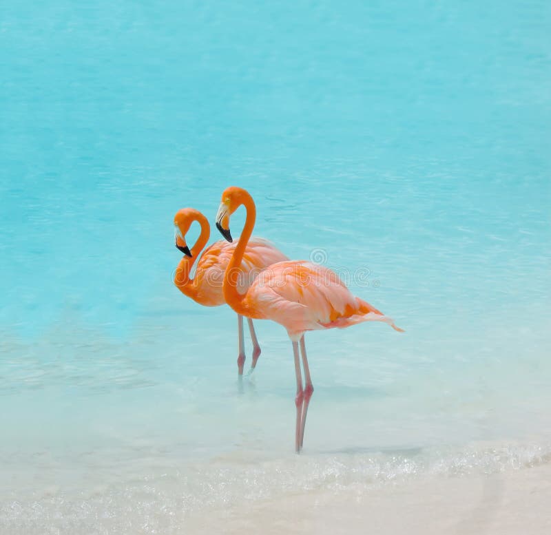 Pink flamingo bird royalty free stock photos