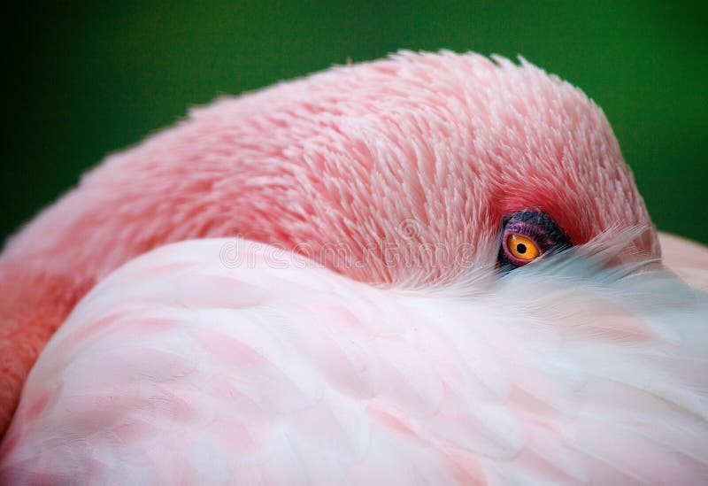 Pink flamingo bird stock photography