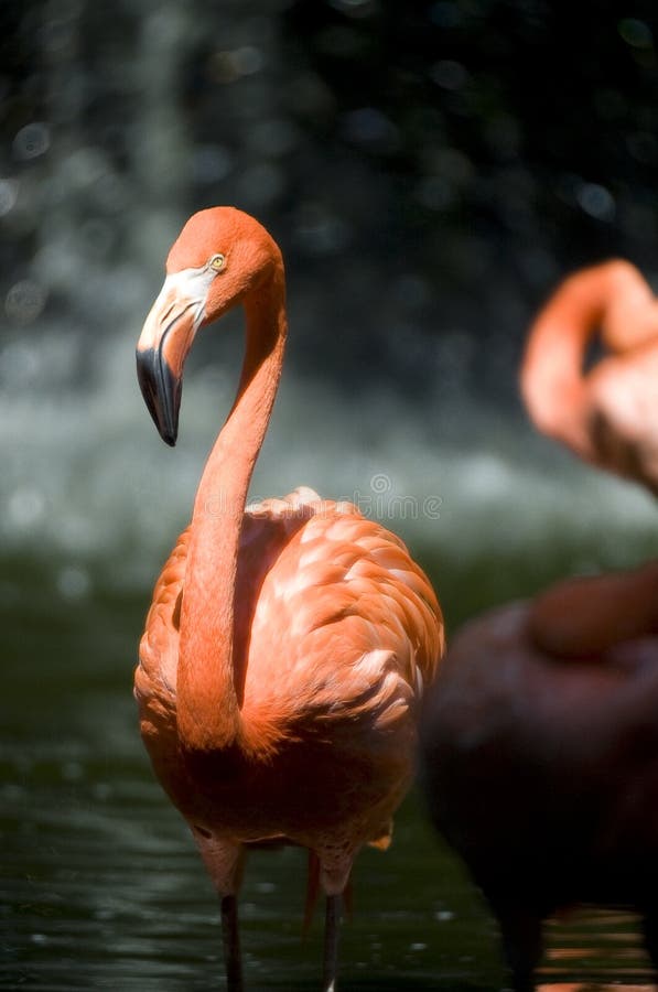 Pink Flamingo bird stock image