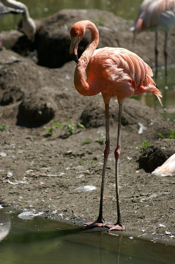Pink flamingo bird royalty free stock photos