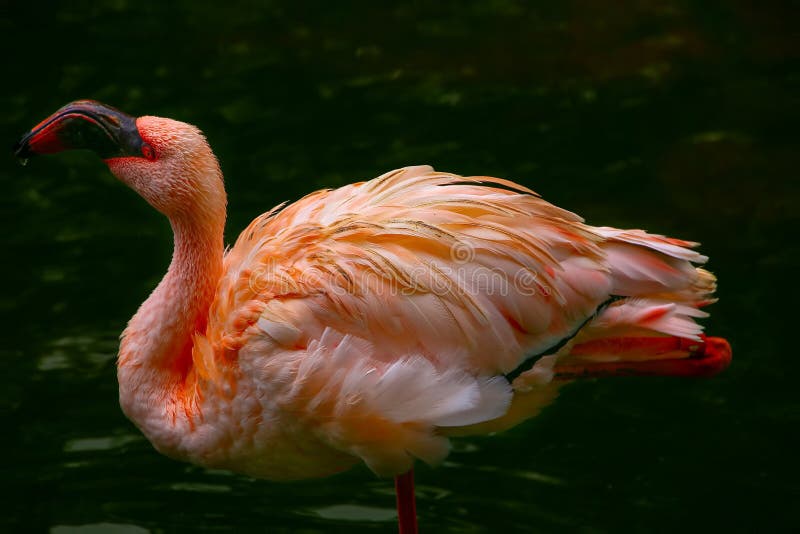 Pink flamingo bird drinking water in garden pond stock photography