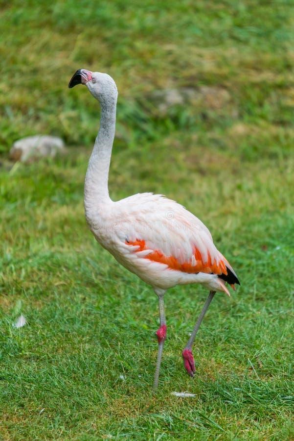 Pink flamingo bird photography watching royalty free stock photography