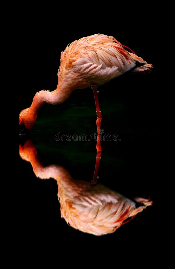 Pink flamingo bird and reflection royalty free stock photography