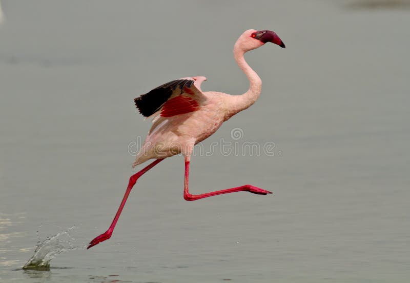 Pink flamingo bird