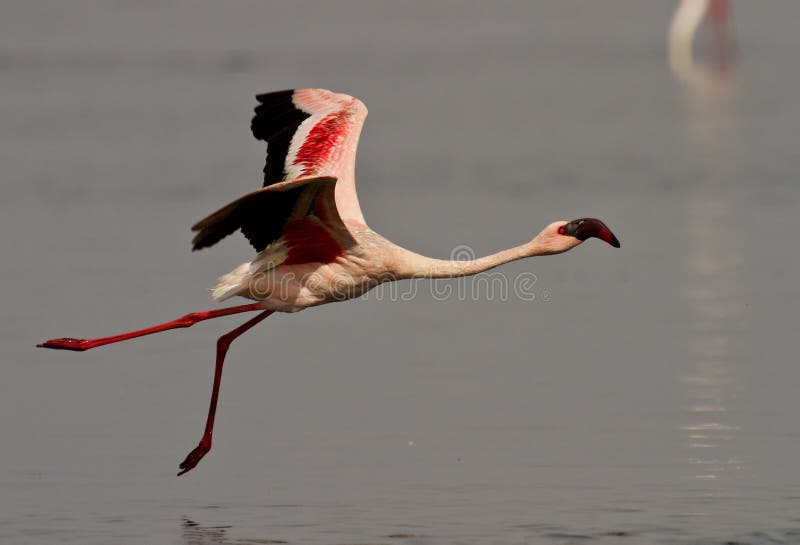 Pink flamingo bird stock photo