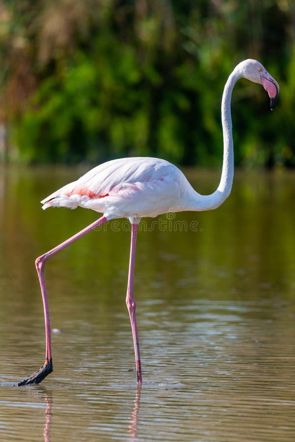 Pink flamingo, Camargue, France