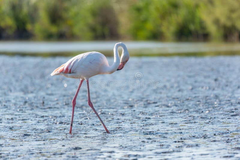 Pink flamingo, Camargue, France