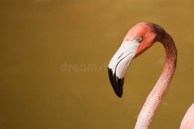 Pink flamingo closeup