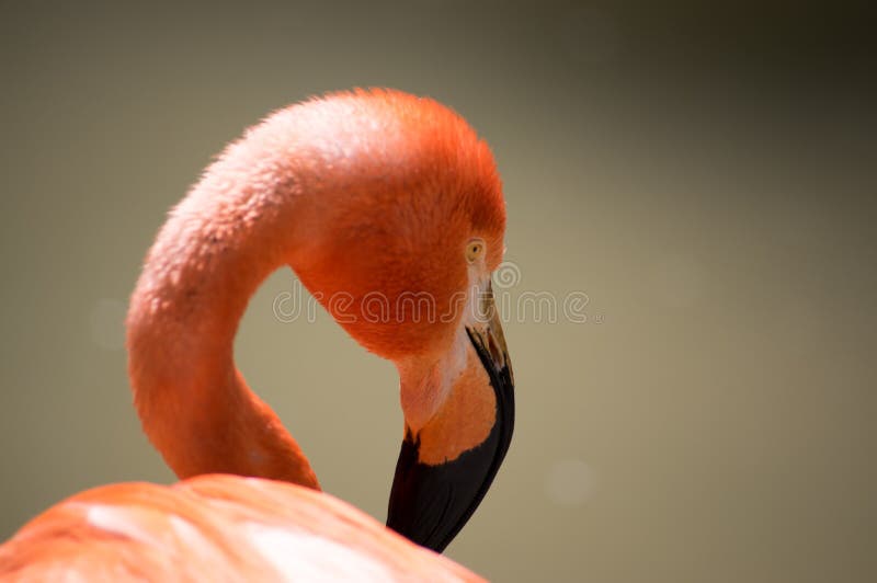 Pink flamingo closeup at fresno zoo