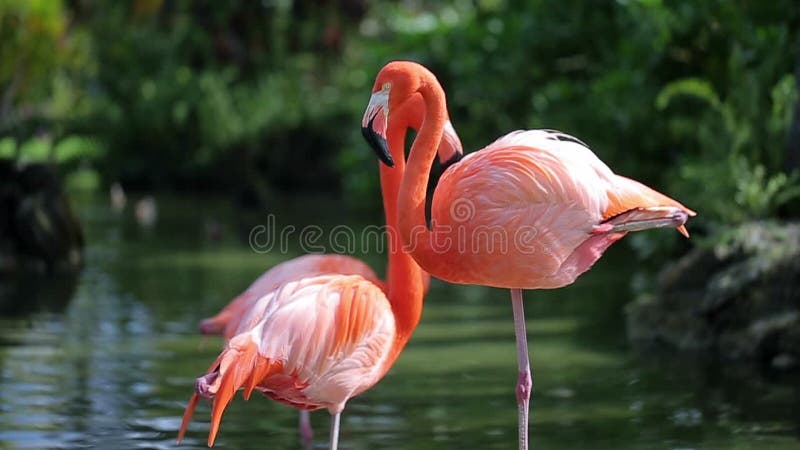 Pink flamingo closeup shot