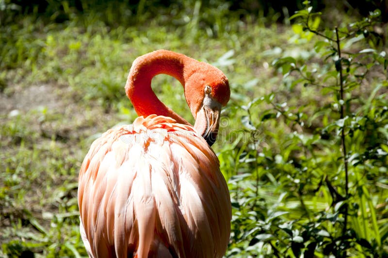 Pink flamingo