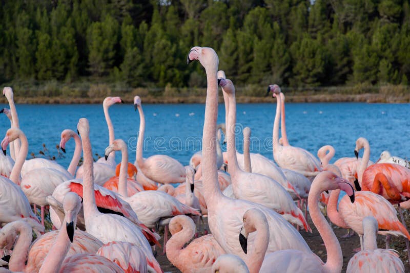 Pink Flamingo On The Lake Stock Photo Image Of Wildlife 28635214