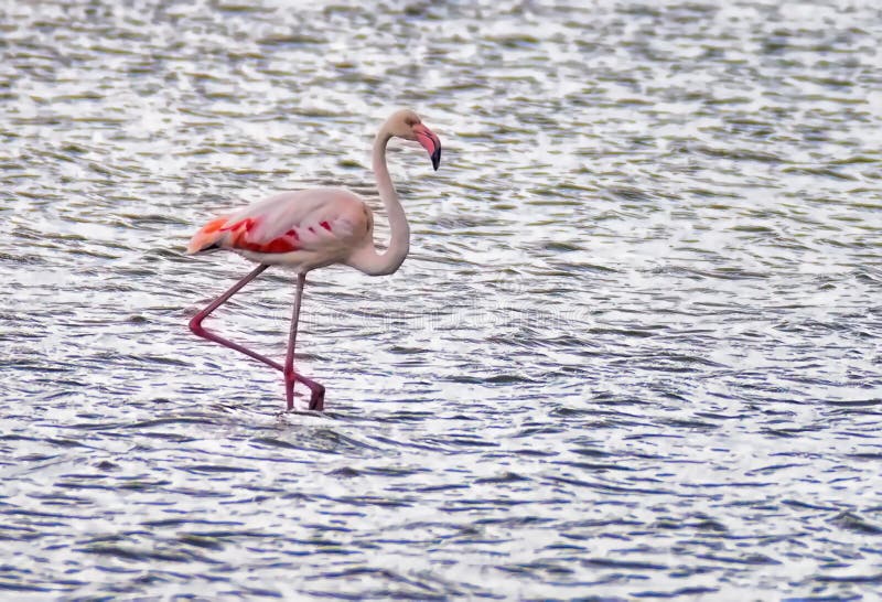Pink Flamingo in the Lake 3 Stock Photo Image of garden, outdoors