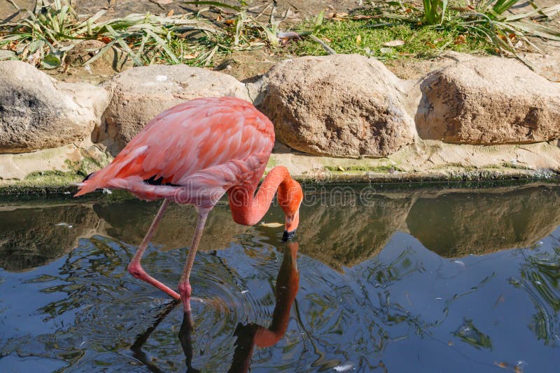 Pink Flamingo On The Lake At Zoo Phoenicopterus Roseus Stock Image