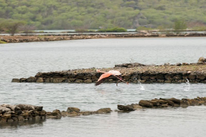 Pink flamingo park