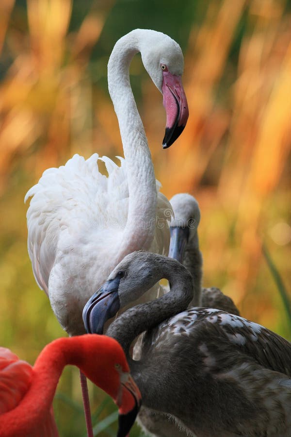 Pink flamingo (Phoenicopterus roseus)