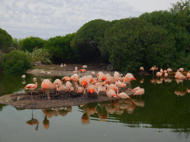 Fighting Flamingo`s At Ras Al Khor Wildlife Sanctuary Stock Photo