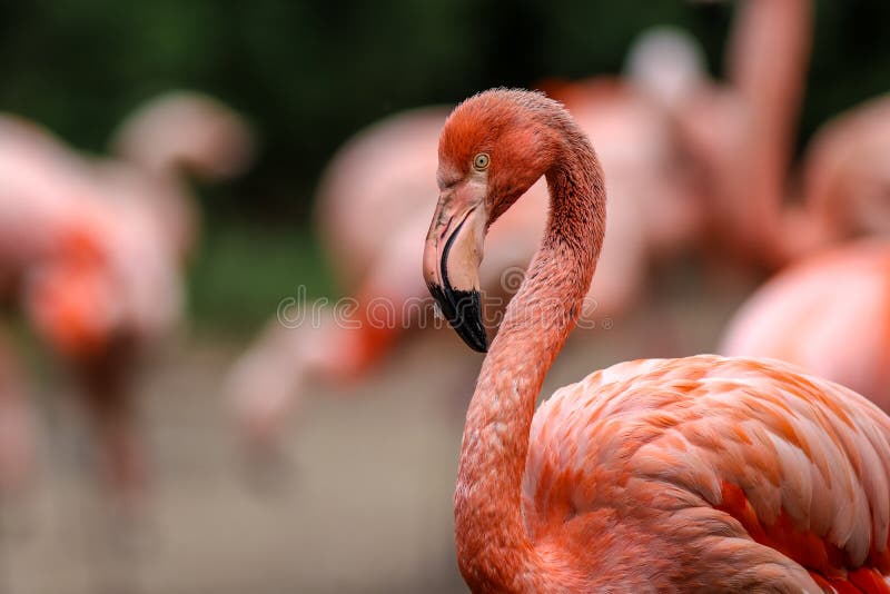 Pink flamingo portrait in nature