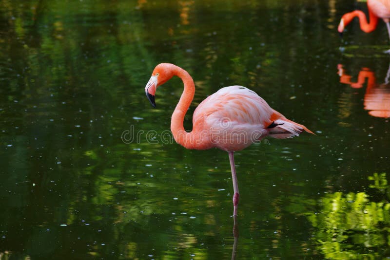 Pink flamingo in a profile