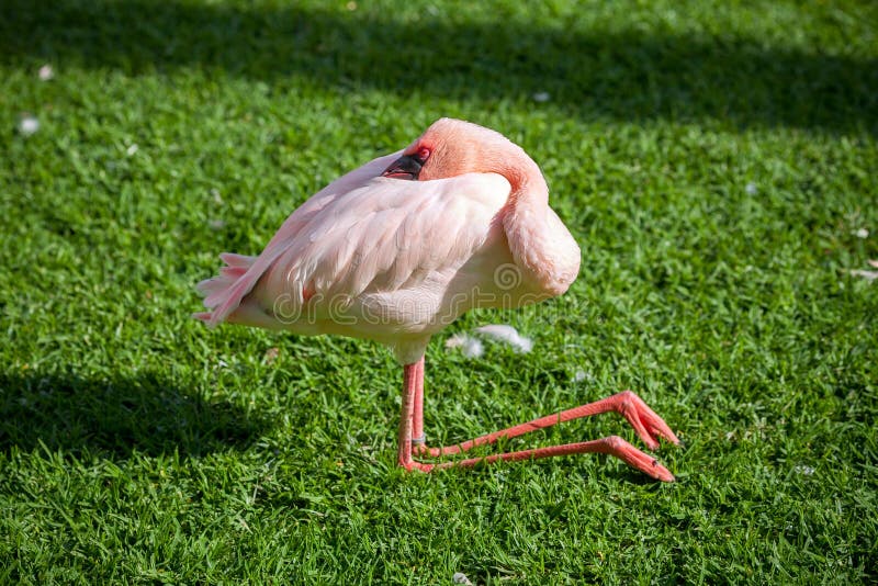 Sleeping flamingo