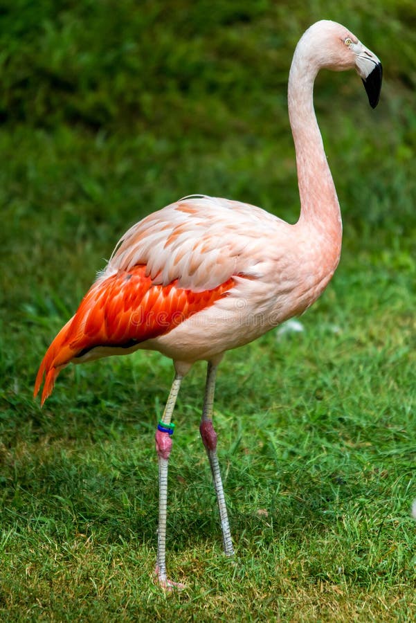 Pink flamingo sleeping with leg up