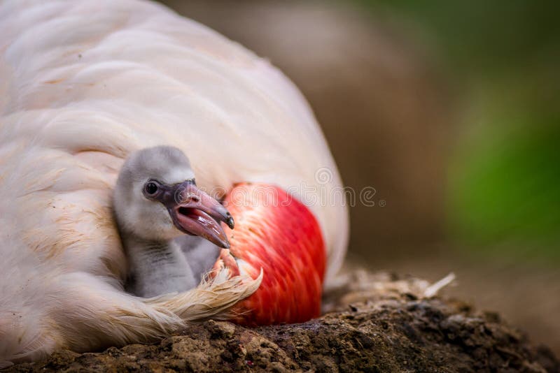 Pink flamingo