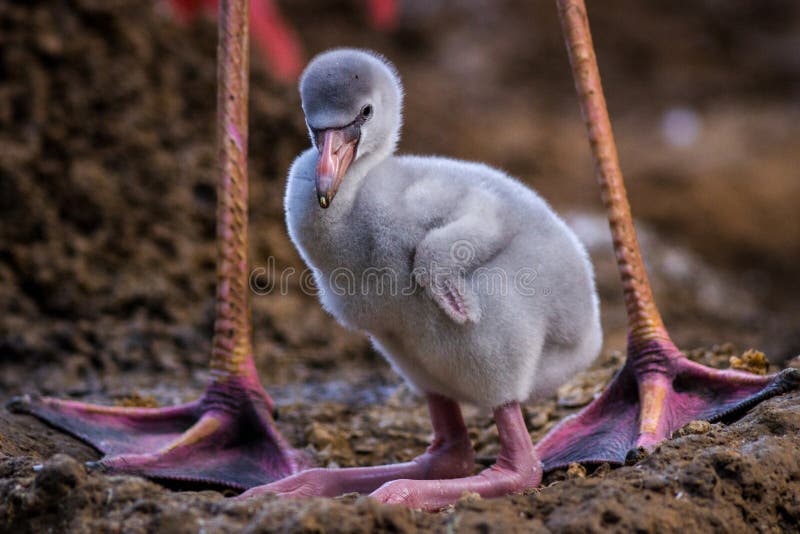 Pink flamingo portrait