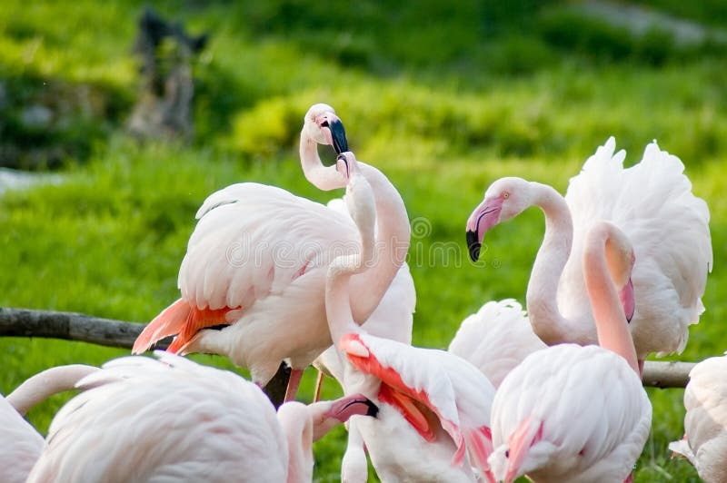 Pink flamingos