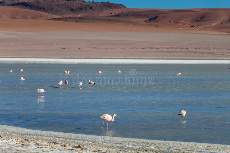 Altiplanic Laguna, Salty Lake, with flamingos, among the most important travel destination in Bolivia stock photo Altiplanic Laguna, Salty Lake, with flamingos, among the most important travel destination in Bolivia stock photo