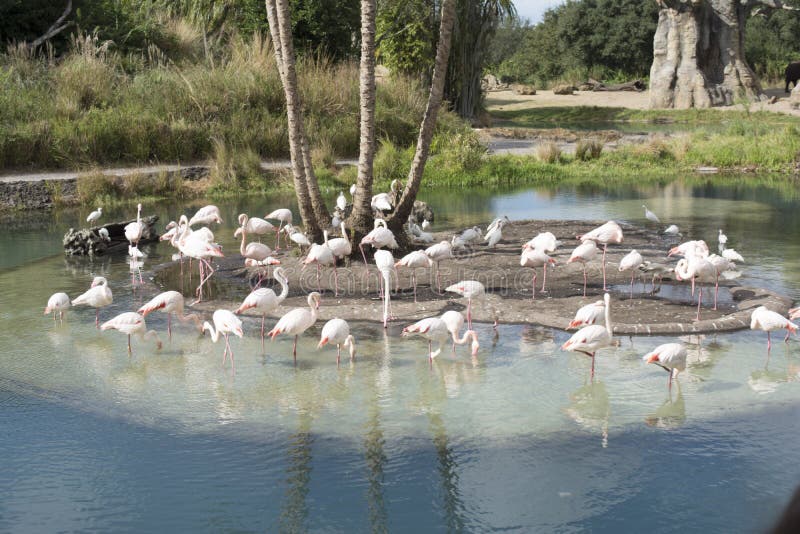Pink flamingos at Disney, Animal Kingdom Park royalty free stock photo Pink flamingos at Disney, Animal Kingdom Park royalty free stock photo