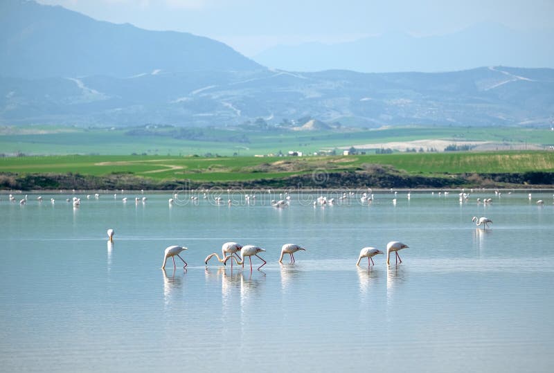 Pink flamingos feeding in the Salt Lake in Larnaca Cyprus in still water