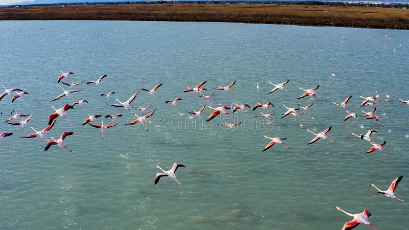 Aerial view of a flock of pink flamingos over de marsh of Santapola, Spain.