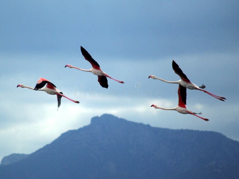 Pink Flamingos flying