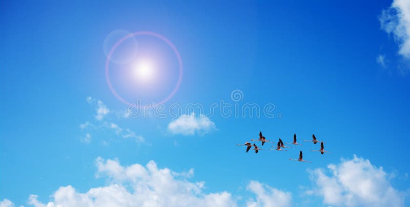Pink flamingos flying under the sun royalty free stock photo