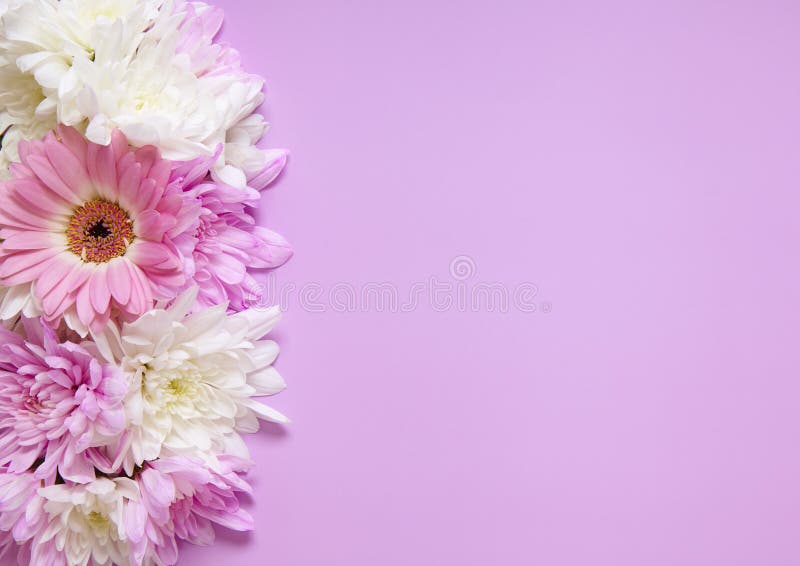 Spring Composition with Pink Roses on White Background. Top View. Flat ...