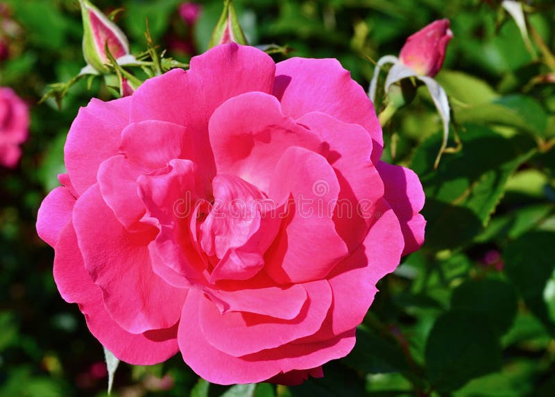 A Pink Floribunda Rose in a Sunny Garden. Pink Ayoba is a Rose by ...