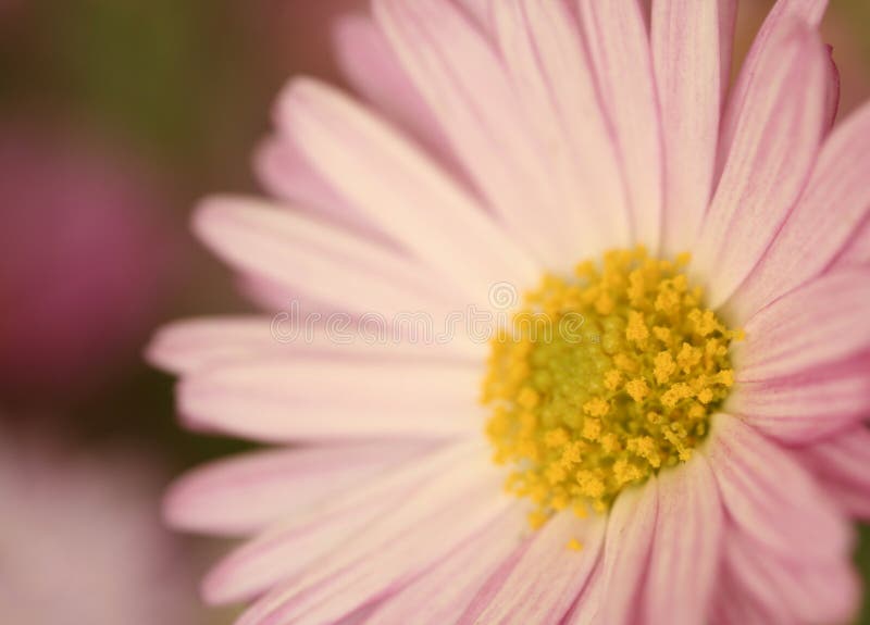 Pink flower