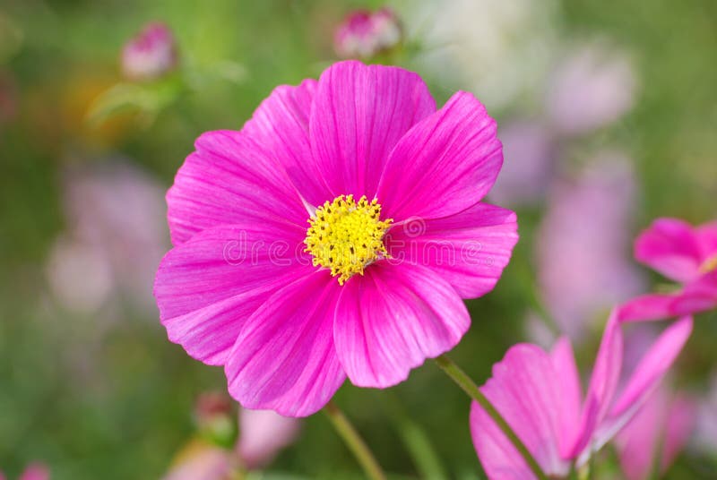 pink flower stock photography pink flower stock photography