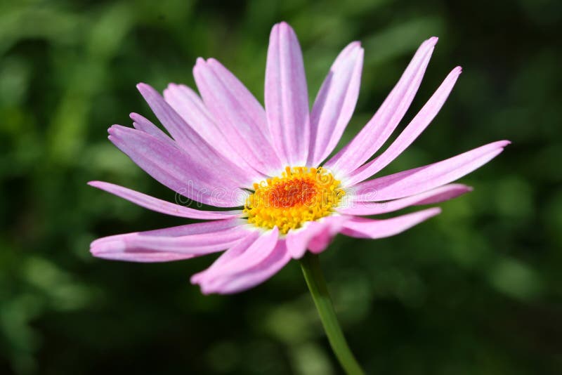 Pink Flower