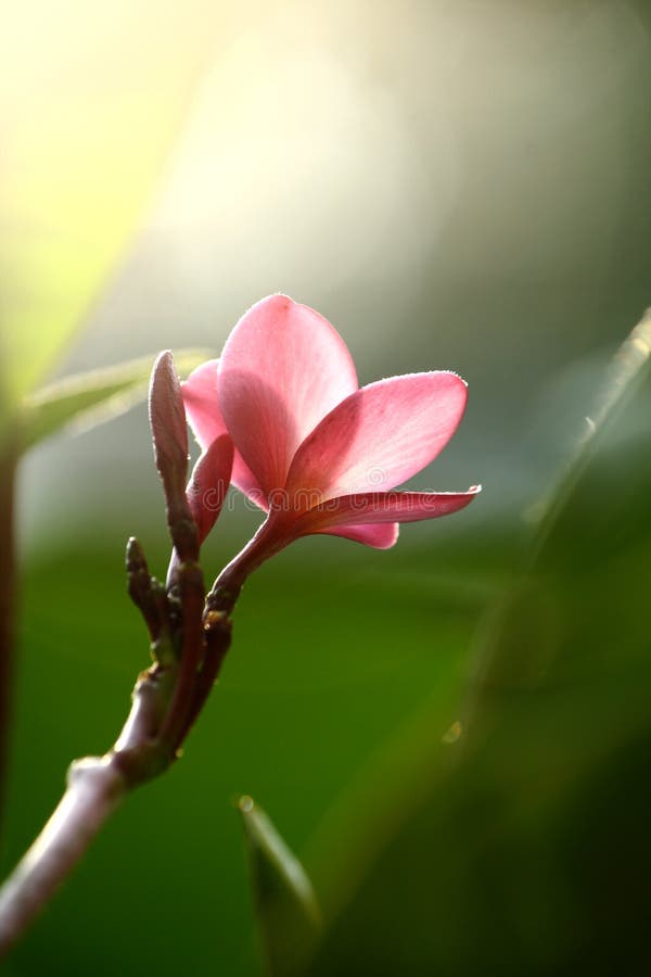 Pink Flower